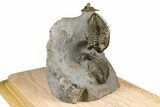 Triple Erbenochile Trilobite Association - Foum Zguid, Morocco #381177-1